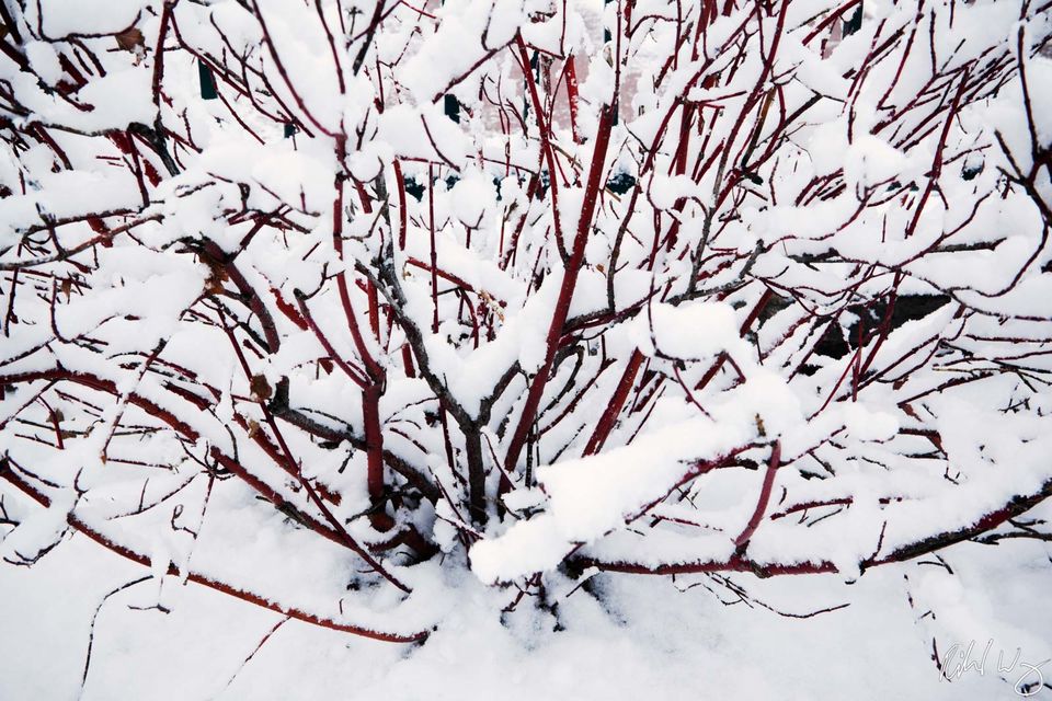 Frozen Manzanita print