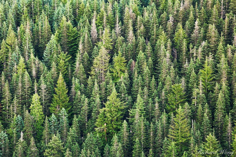 Trees, Mount Hood National Forest, Oregon, photo