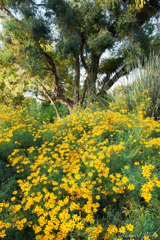 Australian Garden at The Huntington print