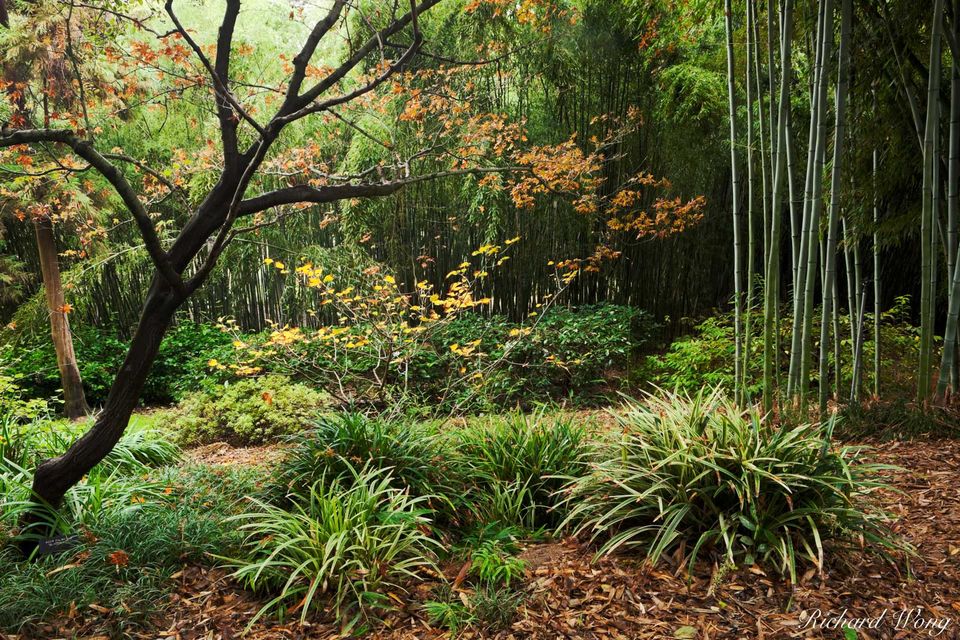 Bamboo Forest print