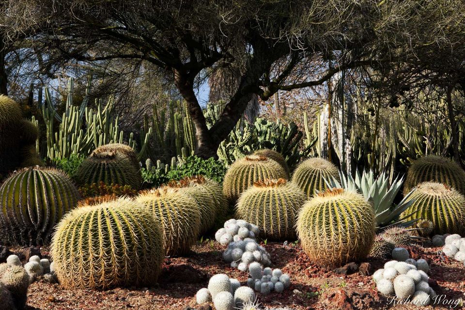 Desert Garden at The Huntington Botanical Gardens, San Marino, California, photo