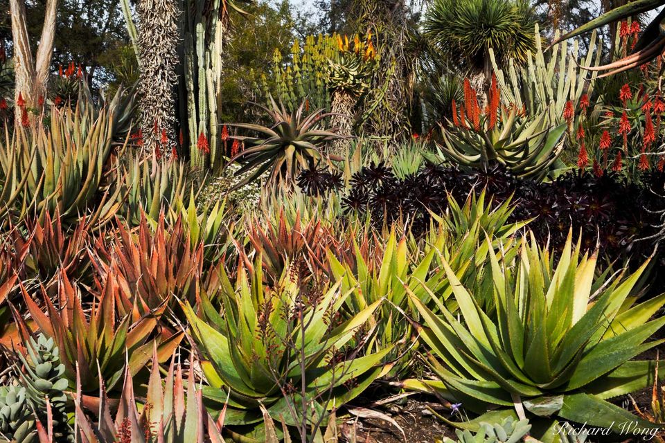 Aloe Vera Flowers Blooming in Desert Garden at The Huntington Botanical Gardens, San Marino, California