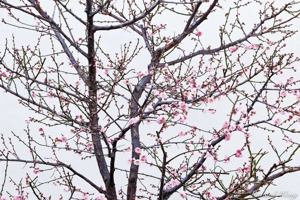 Chinese Garden Cherry Blossoms print