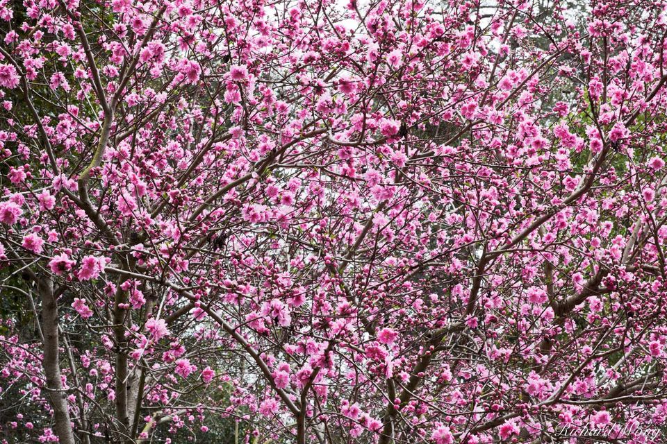 Huntington's Cherry Blossoms print