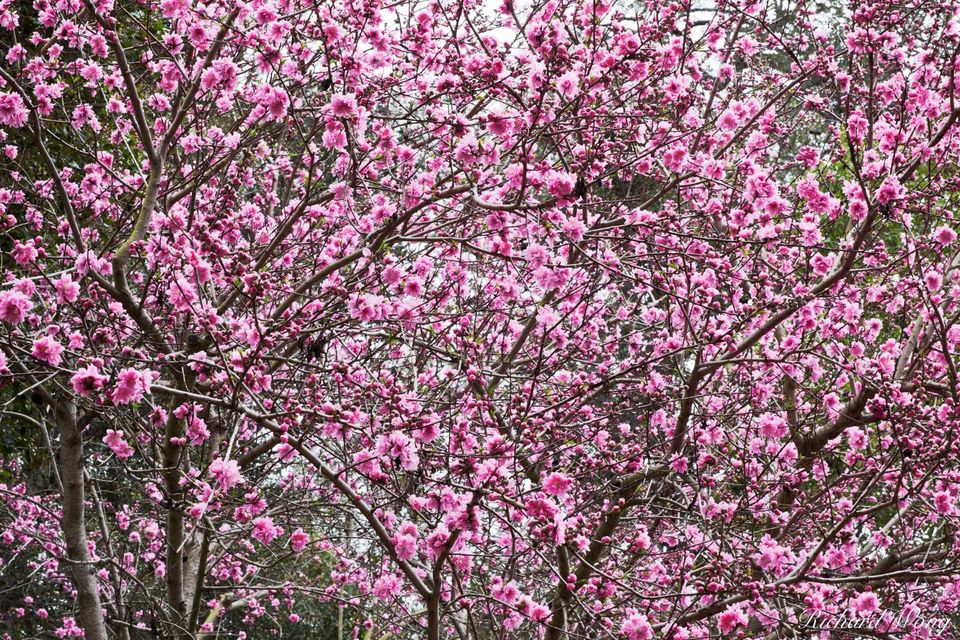 Huntington's Cherry Blossoms