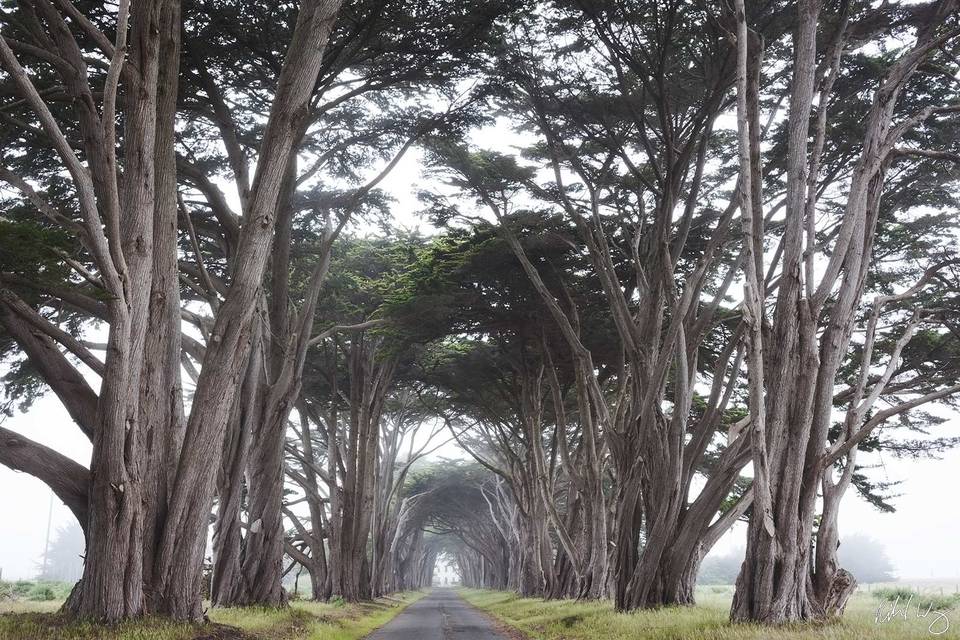 Cypress Tree Tunnel print