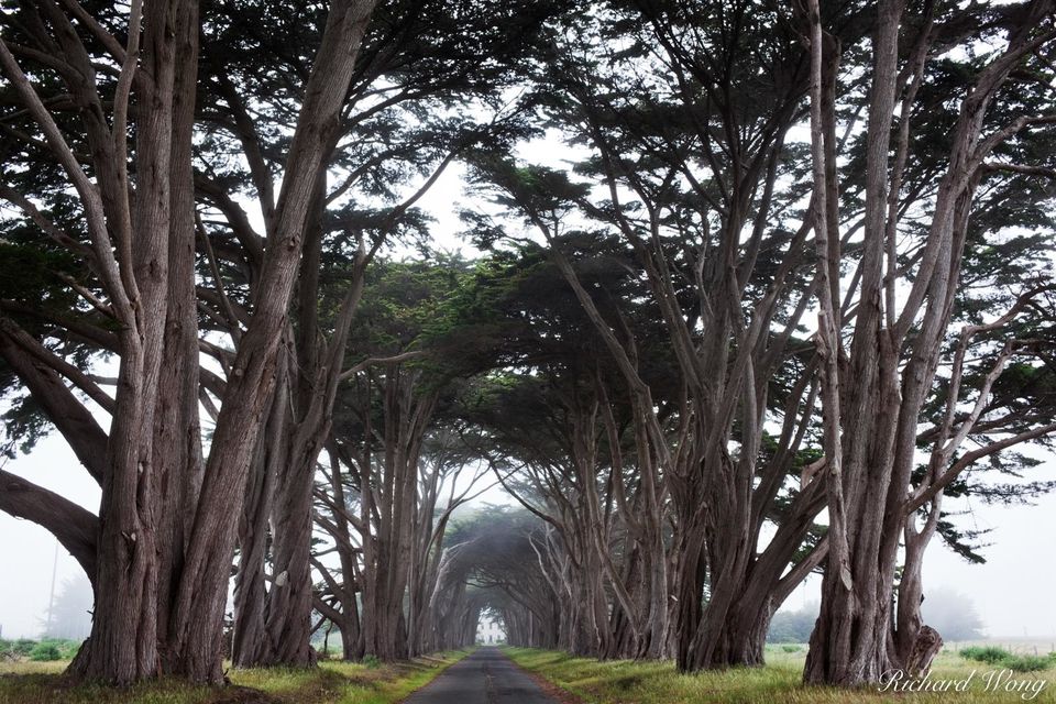 Cypress Tree Tunnel print