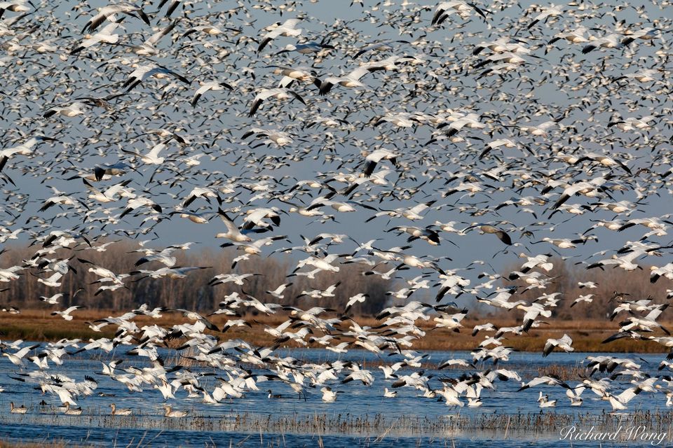 Geese In Flight print