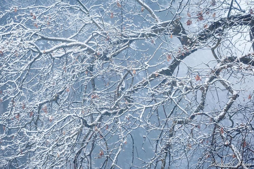 Black Oak After Spring Snowstorm, Yosemite National Park, California