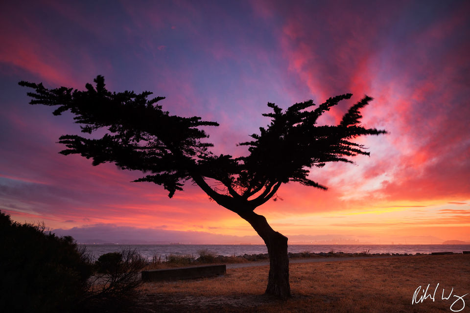 Lonesome Cypress Tree print