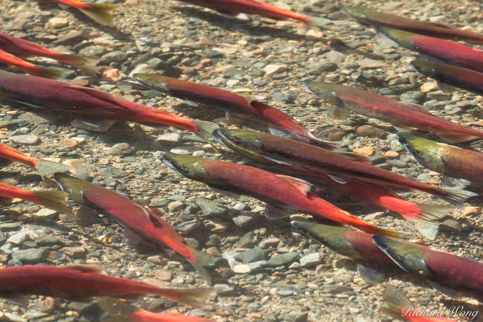 Kokanee Salmon Spawn print