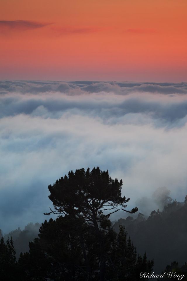 Tree in a Sea of Fog print