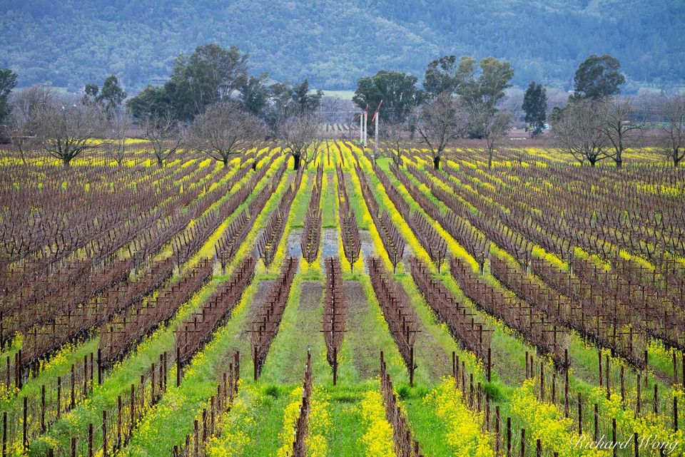 Napa Vineyards in Winter print