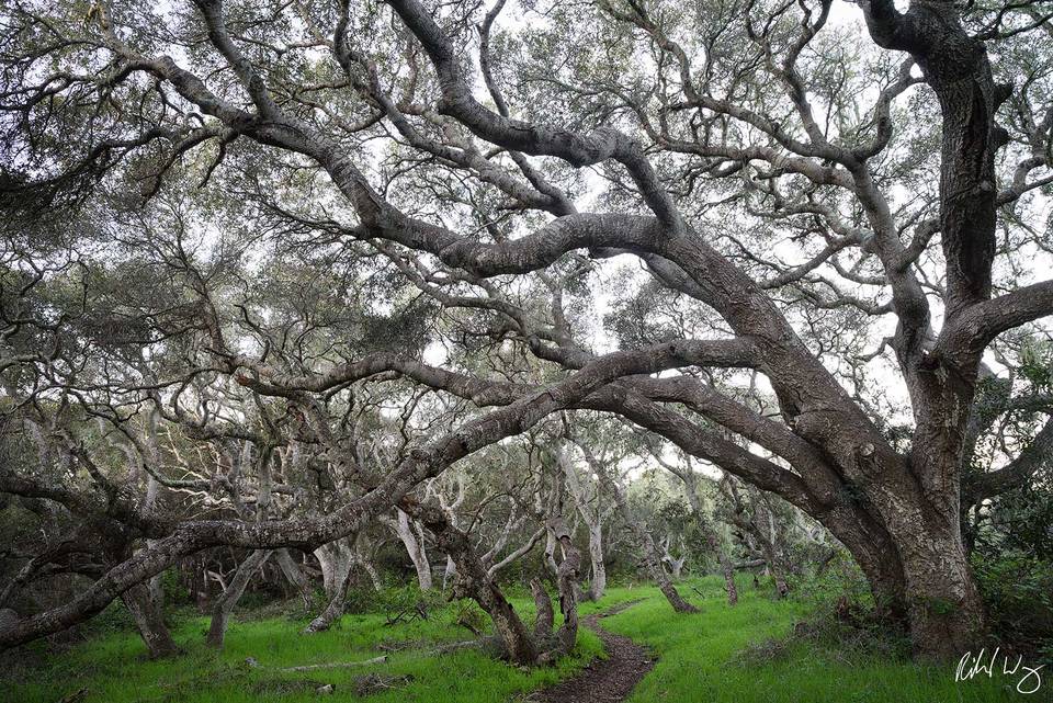 Los Osos Oaks print