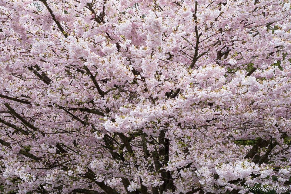 Stanley Park Cherry Tree Blossoms print