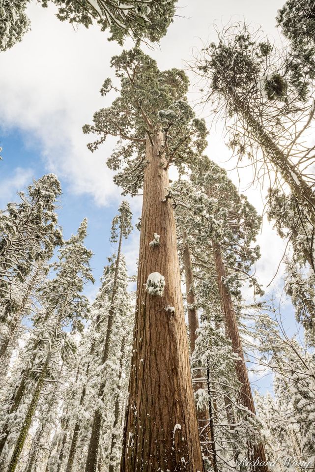 Winter Giant print