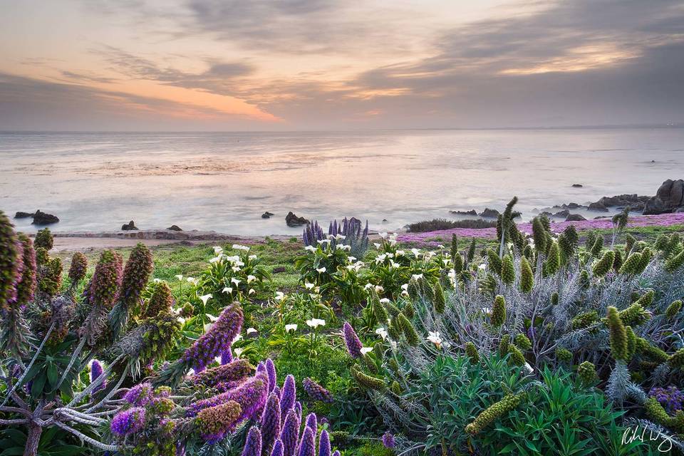 Spring Flowers at Sunrise, Pacific Grove, California﻿﻿, photo