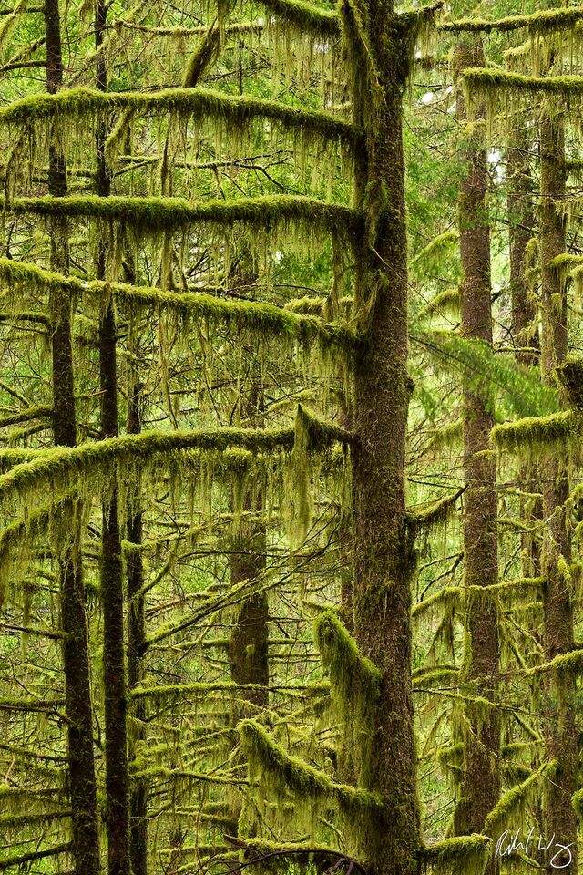 Sol Duc Valley II print