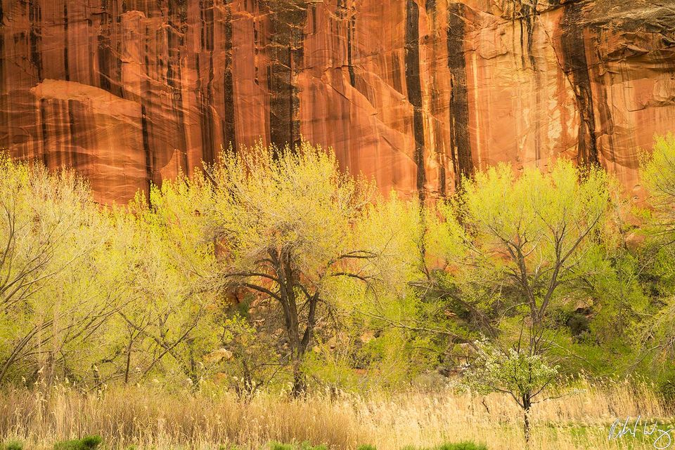 Desert Oasis print