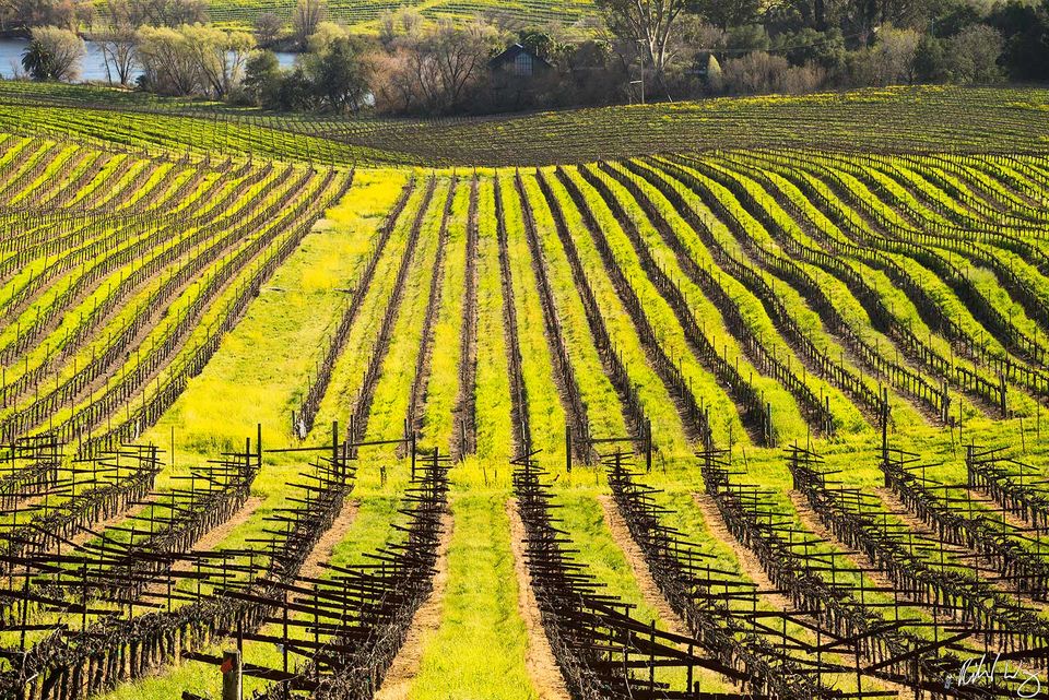 Artesa Vineyards Winter Mustard Bloom / Los Carneros AVA, Napa, California, Photo