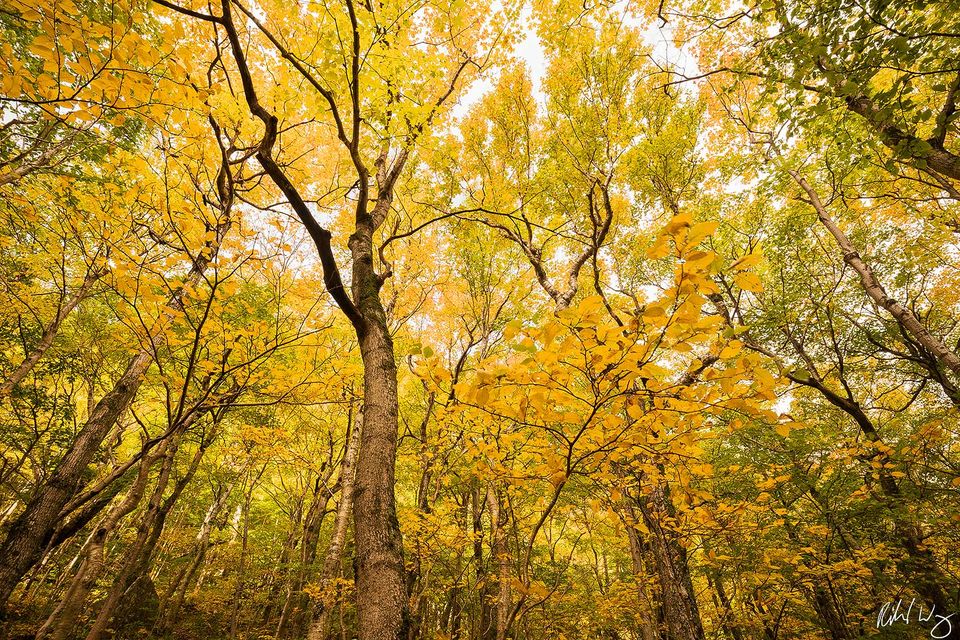 Smugglers' Notch print