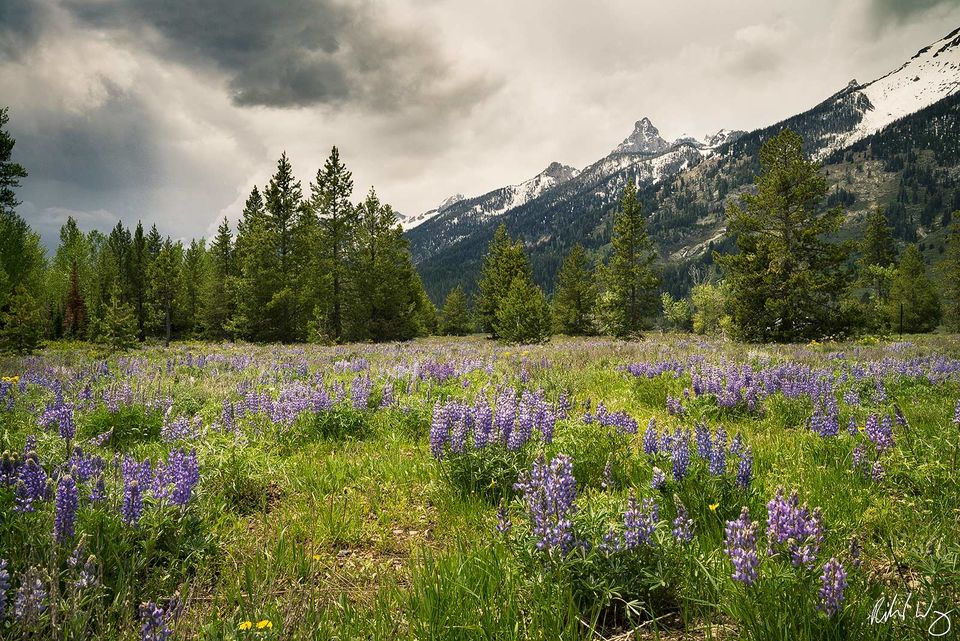 Grand Teton Wildflowers print