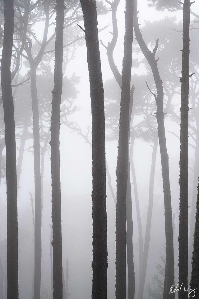 Forest In The Mist print