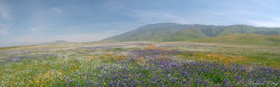 Spring Wildflowers Panoramic Landscape, Kern County, California