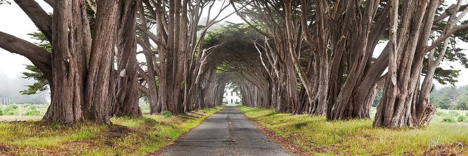 Monterey Cypress Tree Tunnel Panoramic Photo, Point Reyes National Seashore, California