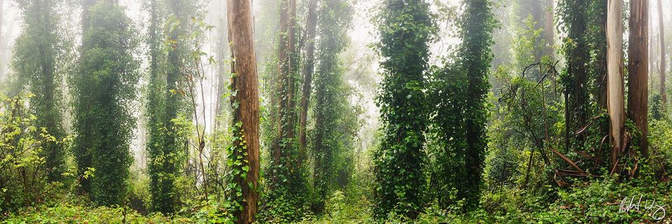 Foggy Eucalyptus Forest Panoramic, San Francisco, California