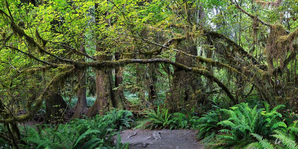 Hoh Rain Forest Panoramic, Olympic National Park, Washington, photo