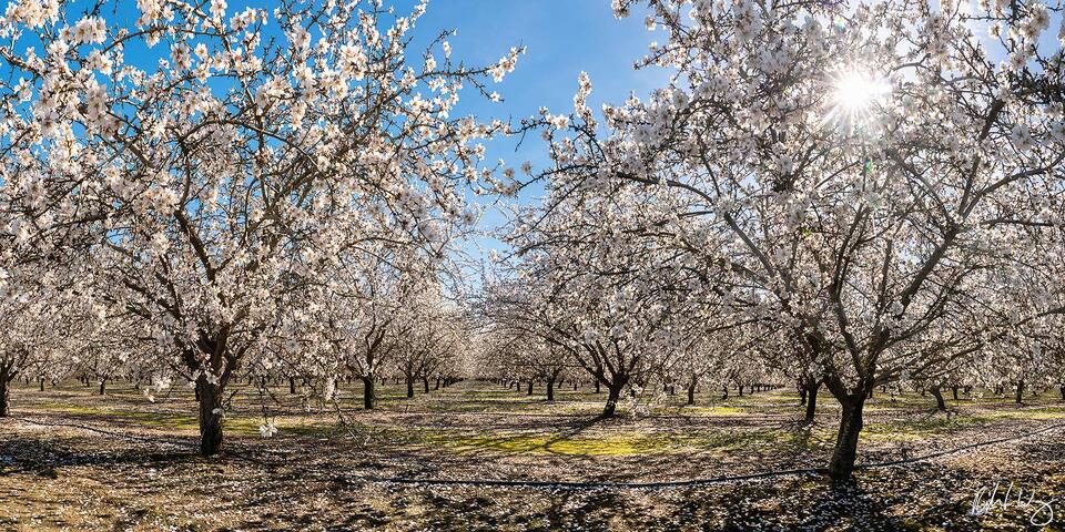 Almond Blossoms in Orchard Panoramic, Stanislaus County, California, photo