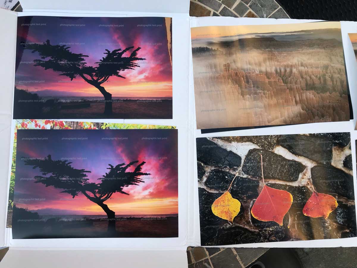 Lonesome Cypress Tree Test Prints