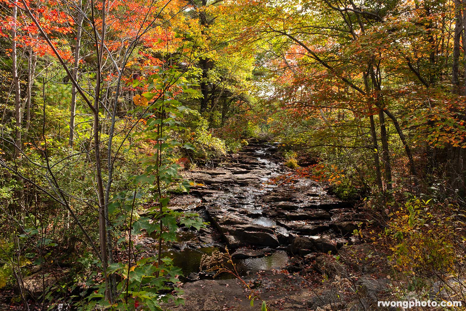 Duck Brook Fall Foliage, Acadia National Park, Maine photo
