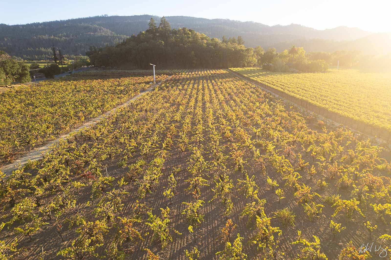 Aerial Sunset Over Vineyard During Fall Season, Calistoga, California, photo