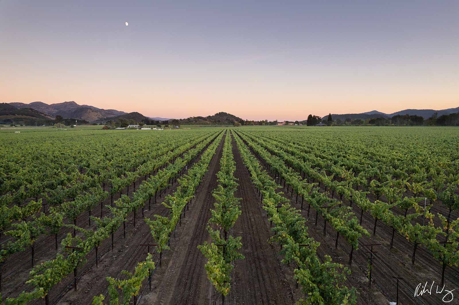 Moonrise Over Oakville AVA Moon Rising Over Vineyard at Sunset, Oakville AVA, California, photo