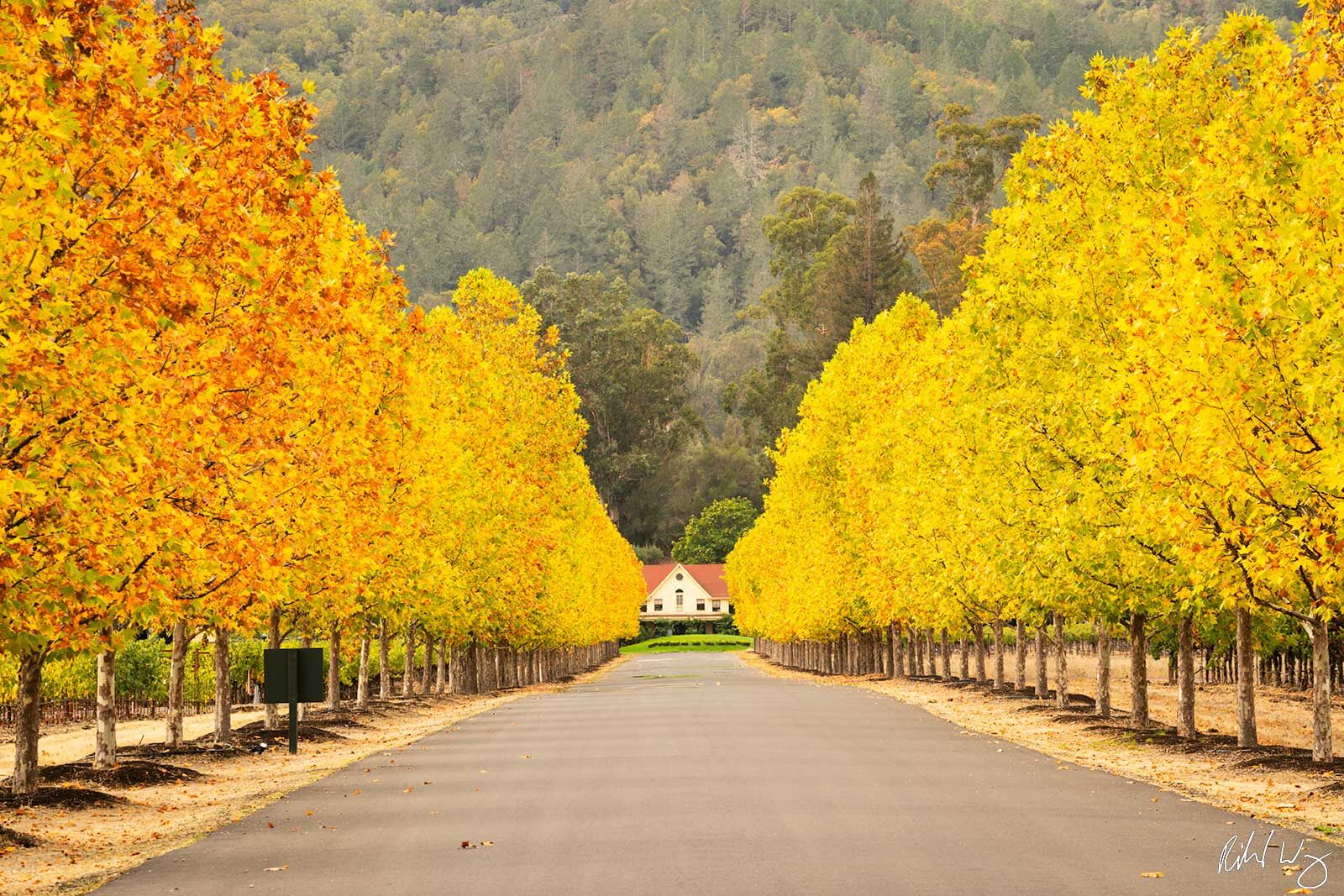 Tree-Lined Driveway In Fall Season, Napa Valley, California, photo