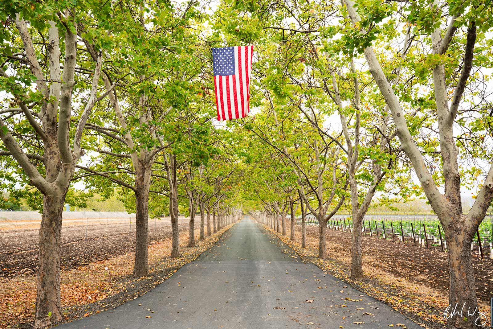 US Flag Hanging Above Tree-Lined Driveway, Napa Valley, California, photo