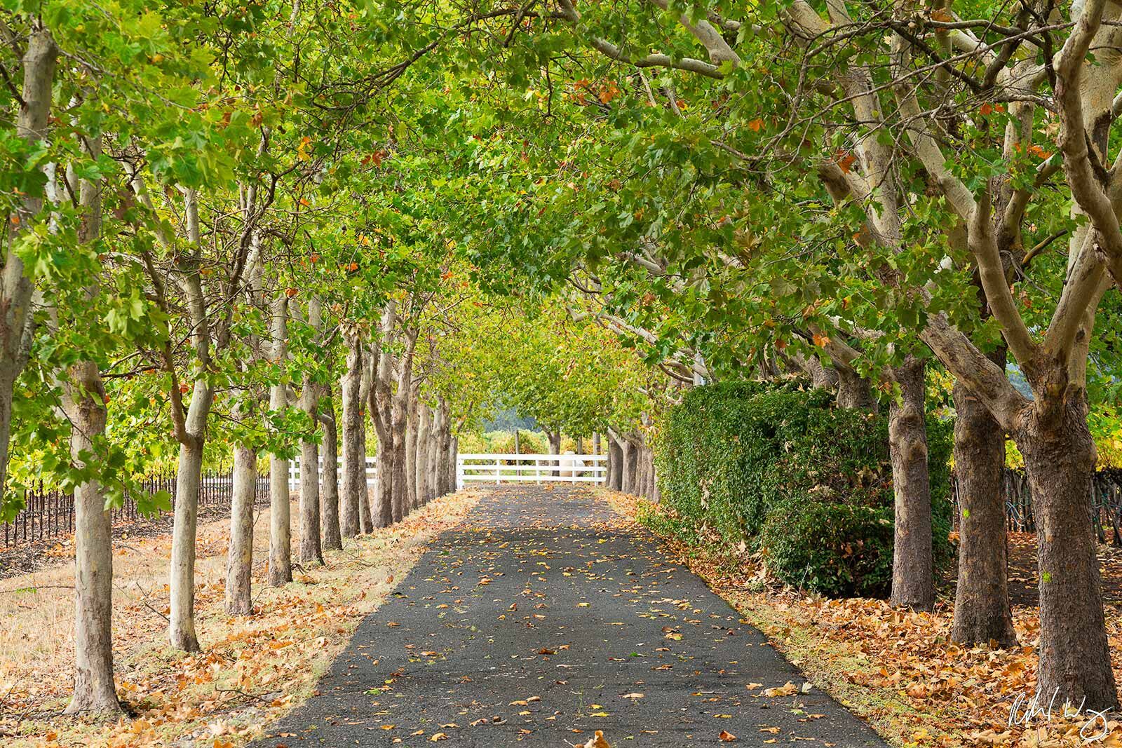 Tree-Lined Driveway, Oakville, California, photo