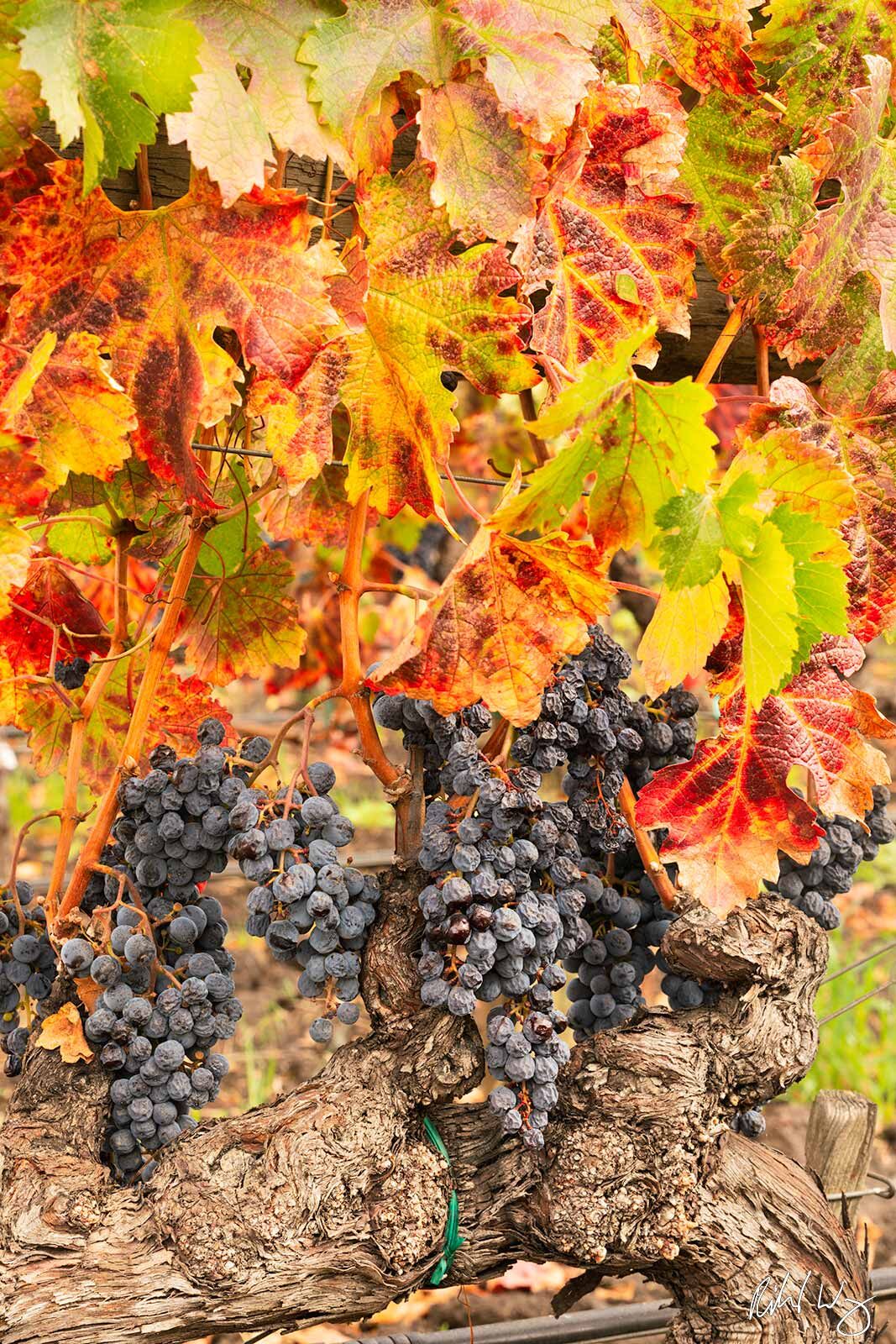 Wine Grapes in Fall Season, Rutherford, California, photo