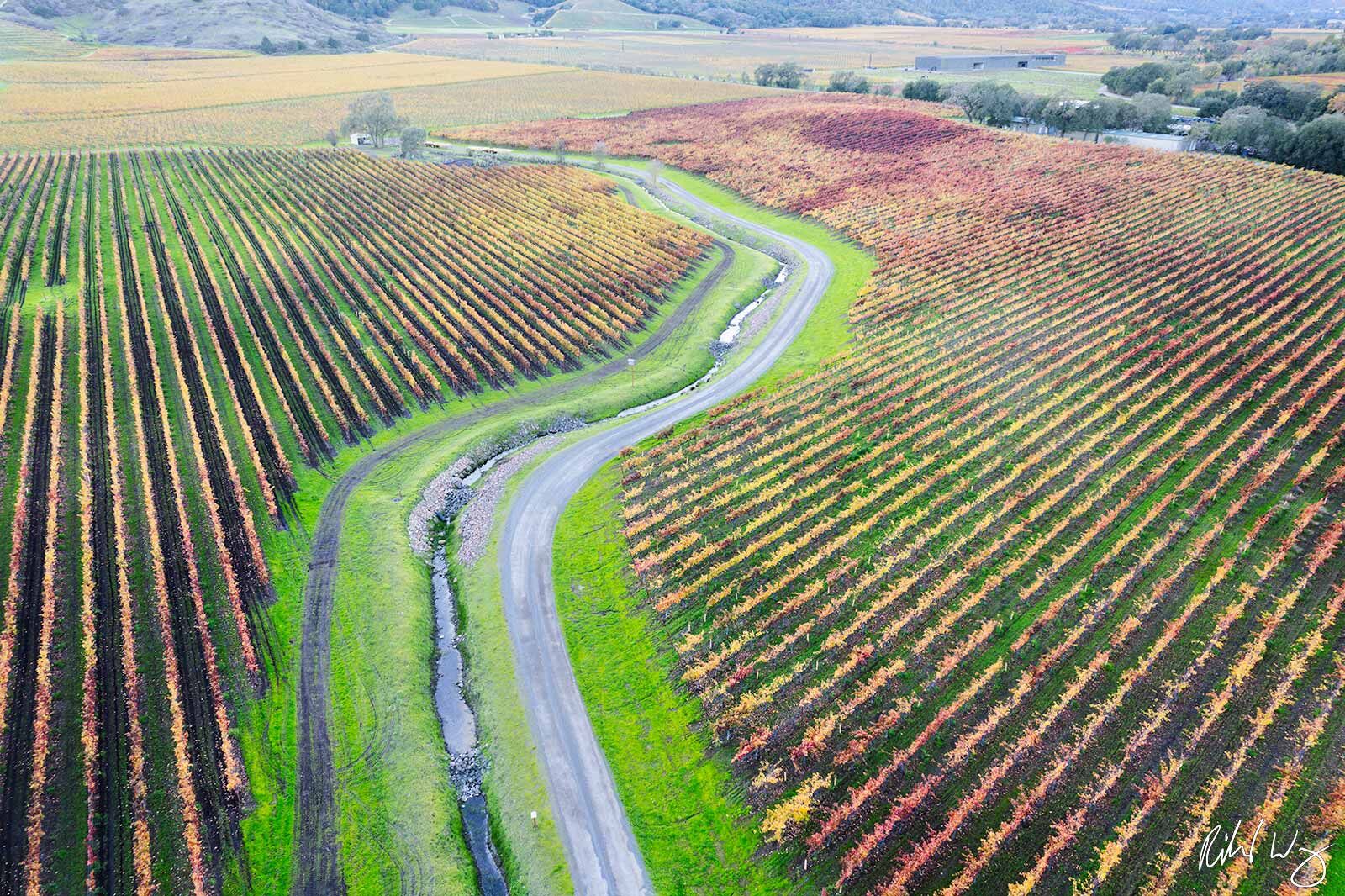 Domaine Vineyard Fall Colors Aerial, Yountville, California, photo
