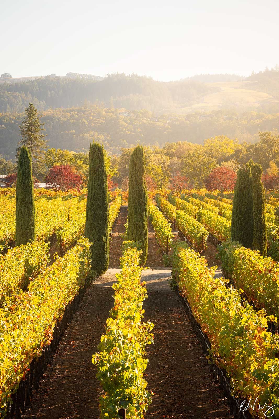 Vineyards in an Estate, Napa Valley, California, photo