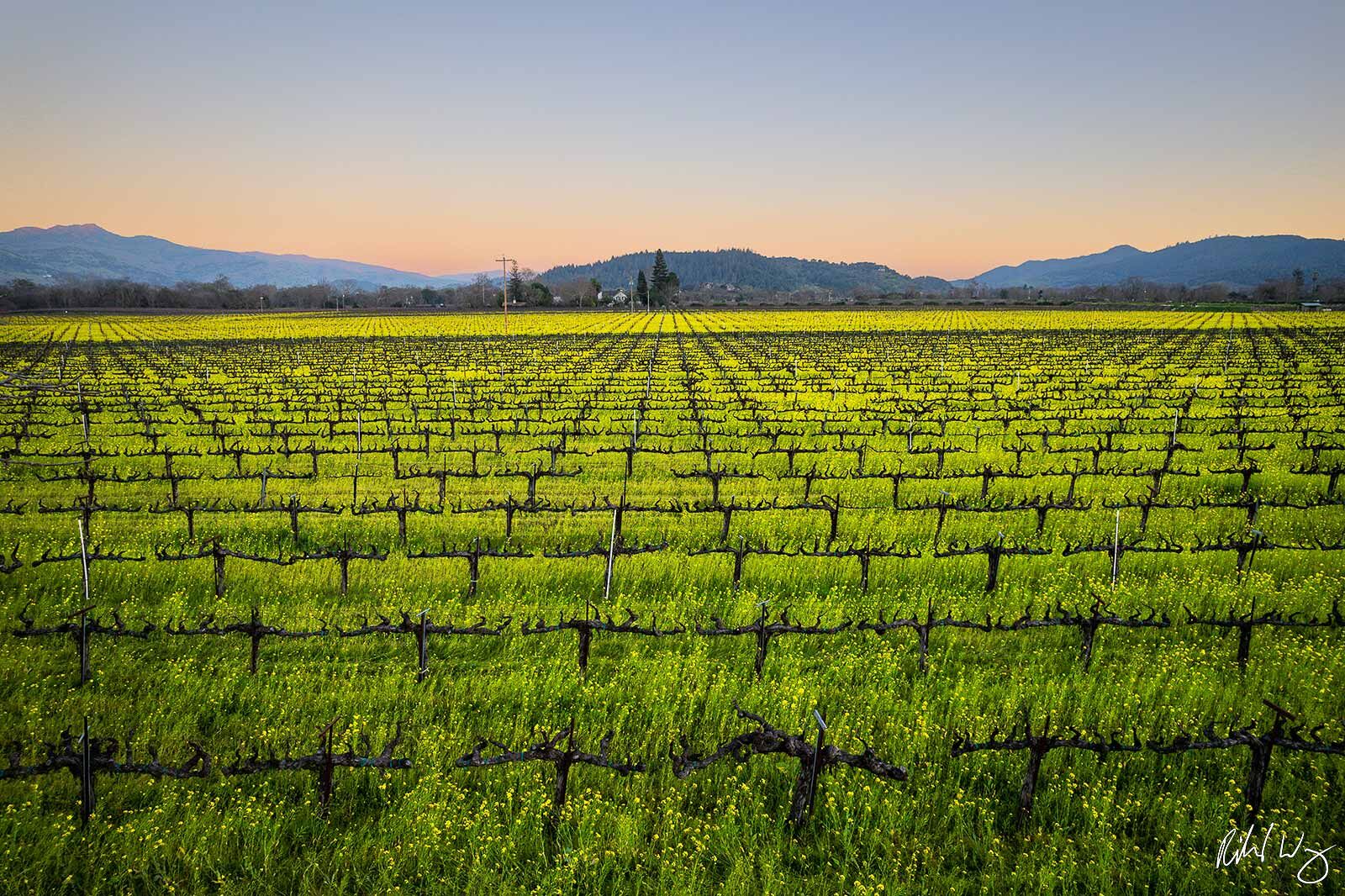 Drone Aerial View of Mustard Bloom in Vineyard, Oakville, California, photo