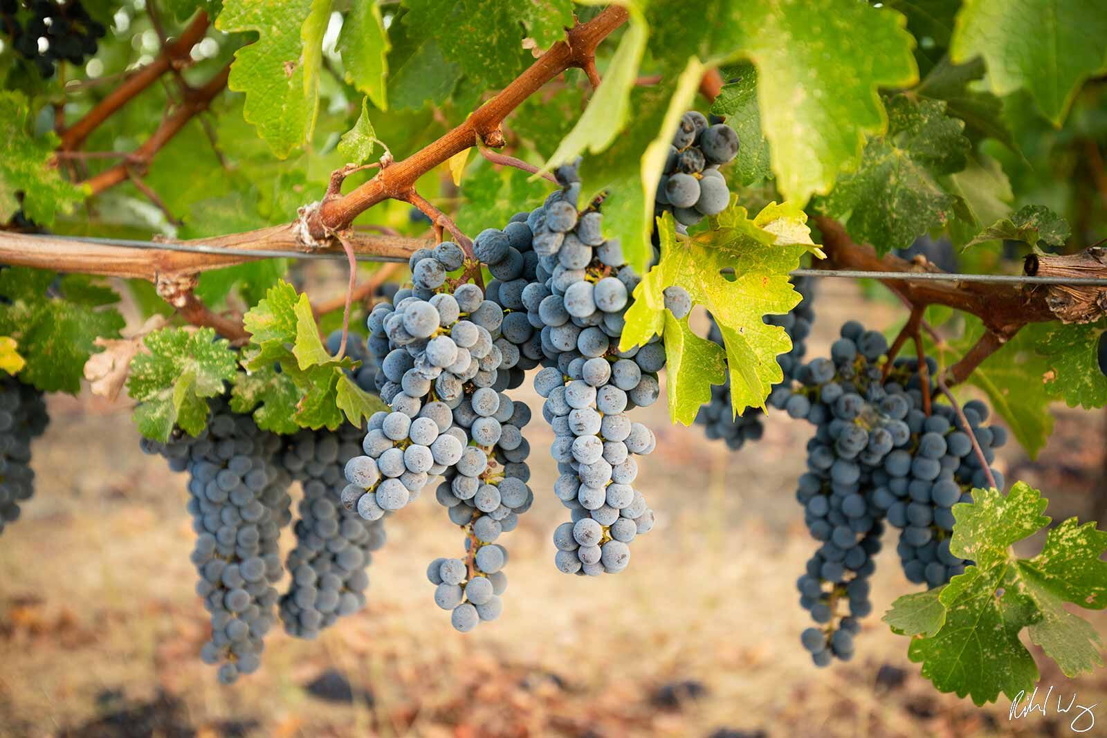 Cabernet Sauvignon Wine Grapes, Oakville, California, photo