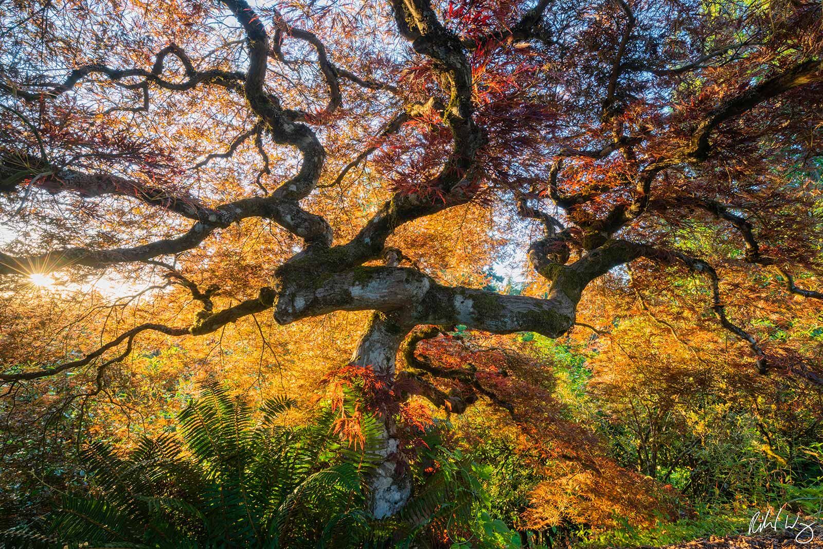 Japanese Maple Tree at Sunrise, Portland, Oregon, photo