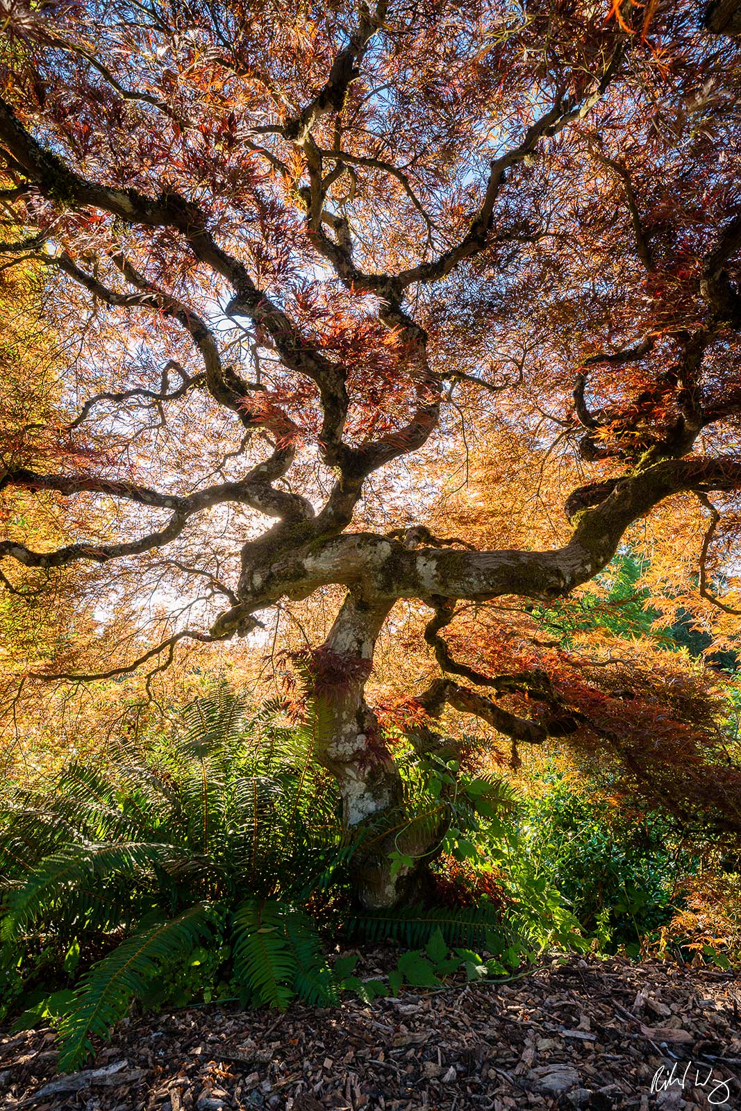 Japanese Maple Tree, Portland, Oregon, photo