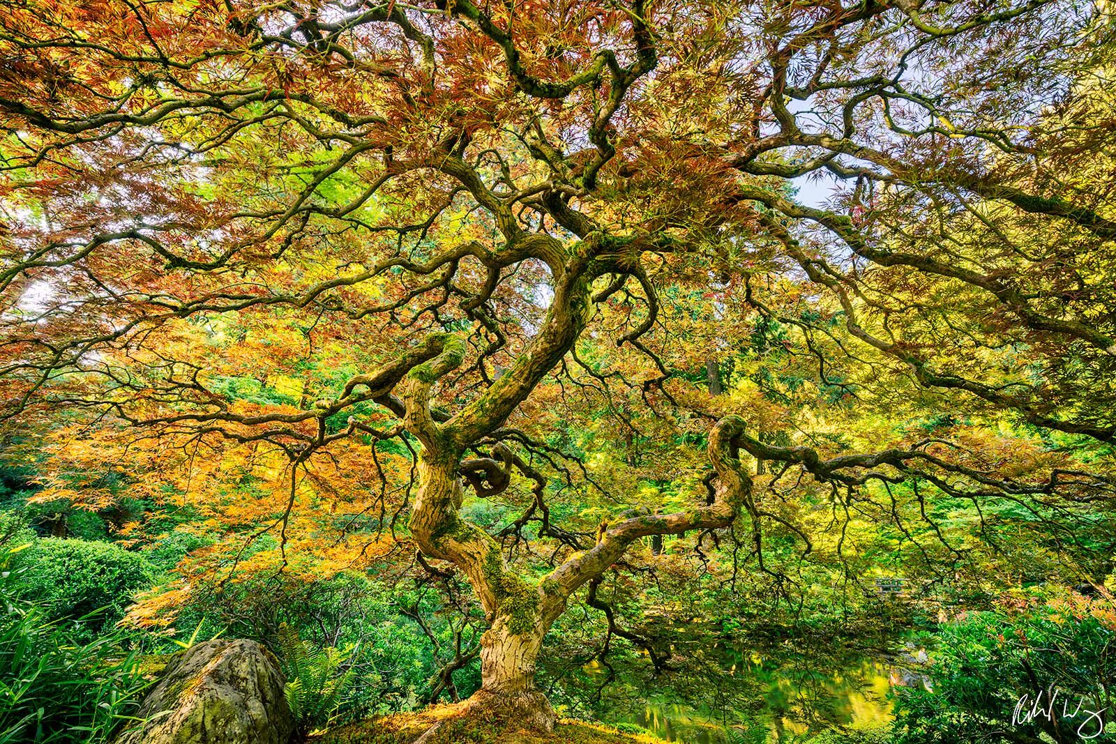 Portland Japanese Garden Lace Leaf Maple Tree, Portland, Oregon, photo