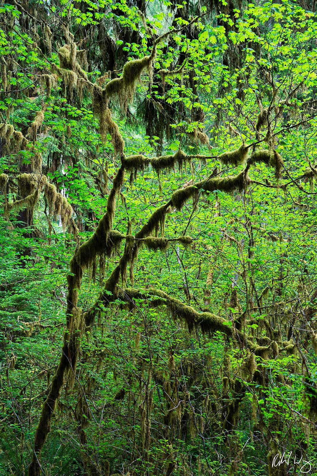 Moss & Lichen at Hoh Rainforest, Olympic National Park, Washington, photo