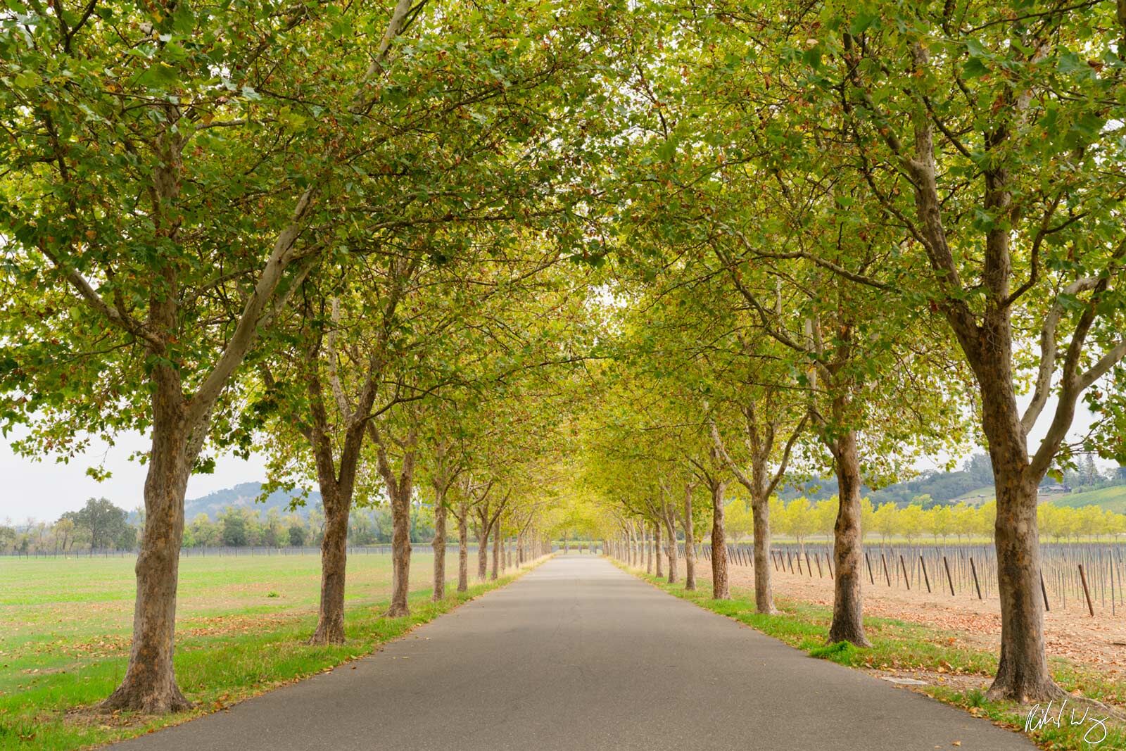 Tree Tunnel / Alexander Valley AVA, Sonoma County, California, photo