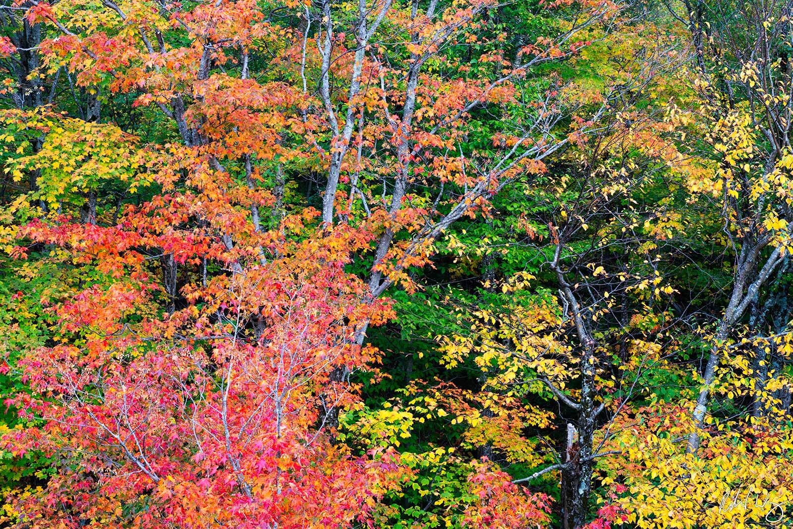 Fall Foliage in Forest, Franconia Notch State Park, New Hampshire, photo